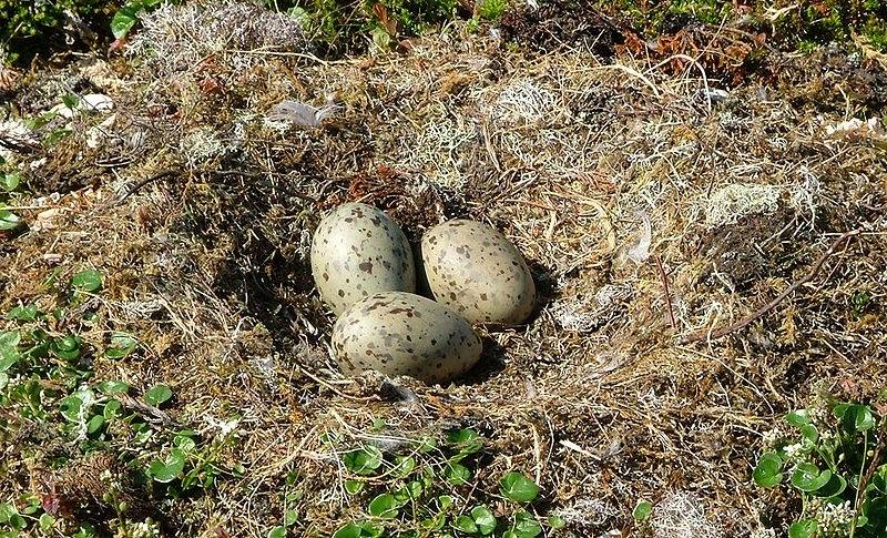 Larus marinus eggs.jpg Banangraut, CC BY-SA 3.0 via Wikimedia Commons
